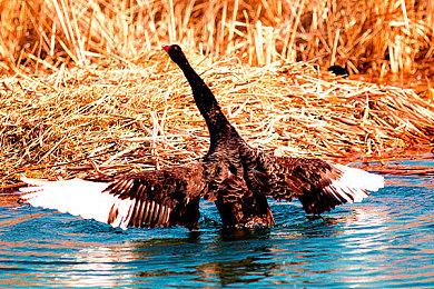 任天堂启动Switch 2“密钥卡”用户问卷 回应实体版争议